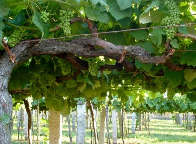 racimos de uvas en nuestros vinedos